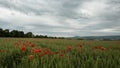 A field of wheat among which the flowers of poppies are pricked in the wind and clouds pass by