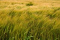 Field of Wheat on a Windy Day Royalty Free Stock Photo