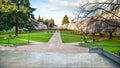 The Field Where The Cherry Blossom Is At University Of Washington