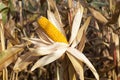 field where corn is grown Royalty Free Stock Photo