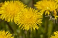 a field where a large number of yellow dandelions grow Royalty Free Stock Photo