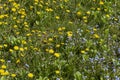 a field where a large number of yellow dandelions grow Royalty Free Stock Photo