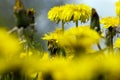 a field where a large number of yellow dandelions grow Royalty Free Stock Photo