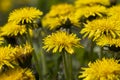 a field where a large number of yellow dandelions grow Royalty Free Stock Photo