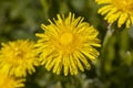 a field where a large number of yellow dandelions grow Royalty Free Stock Photo