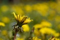 a field where a large number of yellow dandelions grow Royalty Free Stock Photo