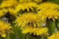 a field where a large number of yellow dandelions grow Royalty Free Stock Photo