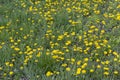 a field where a large number of yellow dandelions grow Royalty Free Stock Photo