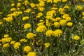 a field where a large number of yellow dandelions grow Royalty Free Stock Photo