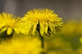 a field where a large number of yellow dandelions grow Royalty Free Stock Photo