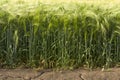 The field on which barley grows is the summer drought with visible signs on the ground Royalty Free Stock Photo