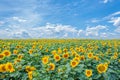 field in which there are a lot of yellow sunflowers Helianthus under a blue sky with clouds Royalty Free Stock Photo