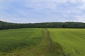 A field on which is a young green corn. In the background is a forest, a road and a blue sky Royalty Free Stock Photo