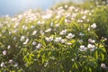 Field of white anemones. Wild northern anemones flowers blooming in spring or summer season in Yakutia, Siberia Royalty Free Stock Photo