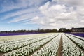 Field of white, beige and violet hyacinth in the Netherlands Royalty Free Stock Photo