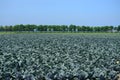 Field with white cabbage, is widely used in Langedijk to make sauerkraut