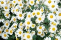 Field of white chrysanthemum. Royalty Free Stock Photo