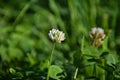 a field of white clover flower photo without filters