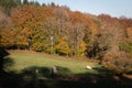 Field with white cows in Burgundy Fran