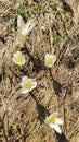 BÅ rental - Field of white crocuses flowers in full bloom on idyllic alpine meadow in BÅ rental, Karawanks