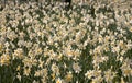 Field of white daffodils with yellow trumpets Royalty Free Stock Photo