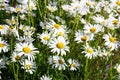 Field of white daises Royalty Free Stock Photo