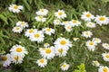 Field white daisies on a background of green grass. Selective focus Royalty Free Stock Photo