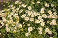 Field white daisies on a background of green grass. Selective focus. Royalty Free Stock Photo