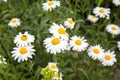 Field white daisies on a background of green grass. Selective focus. Royalty Free Stock Photo