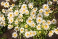 Field white daisies on a background of green grass. Selective focus. Royalty Free Stock Photo