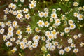 Field white daisies on a background of green grass. Selective focus Royalty Free Stock Photo