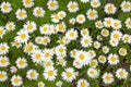 Field white daisies Latin MatricÃÂ¡ria on a background of green grass on a clear sunny day. Nature flowers flora Royalty Free Stock Photo