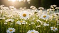 Field of Daisies in Golden Hour Sunlight Royalty Free Stock Photo