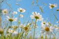 Field of White Daisies Under Blue Sky Royalty Free Stock Photo