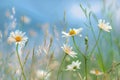 Field of White Daisies Under Blue Sky Royalty Free Stock Photo