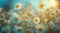 Field of White Daisies Under Blue Sky Royalty Free Stock Photo