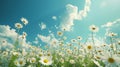 Field of White Daisies Under Blue Sky Royalty Free Stock Photo