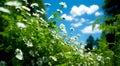 white daisies under a blue sky with fluffy clouds, surrounded by green leaves and foliage, in the bright sunlight Royalty Free Stock Photo