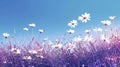 Field of White Daisies Under Blue Sky Royalty Free Stock Photo