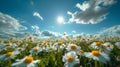 Field of White Daisies Under Blue Sky Royalty Free Stock Photo