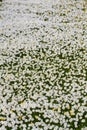 Field of white daisy flowers Royalty Free Stock Photo