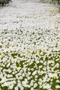 field of white daisy flowers Royalty Free Stock Photo