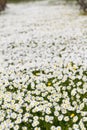 field of white daisy flowers Royalty Free Stock Photo