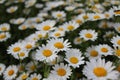Field white daisy flowers daisies Royalty Free Stock Photo