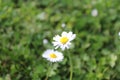 Field white daisy flowers daisies Royalty Free Stock Photo
