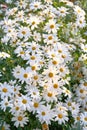 Field of white daisy flowers growing in spring in medicinal horticulture or a cultivated meadow for chamomile tea leaves Royalty Free Stock Photo