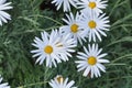 Field of White Daisy Flowers Royalty Free Stock Photo