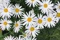 Field of White Daisy Flowers Royalty Free Stock Photo