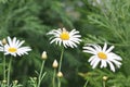 Field of White Daisy Flowers Royalty Free Stock Photo