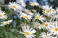 Field of White Daisy Flowers Royalty Free Stock Photo